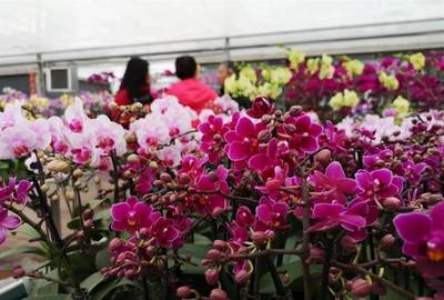 明天開幕！武漢第八屆迎春花市暨首屆梁子湖年貨節邀您賞花購年貨